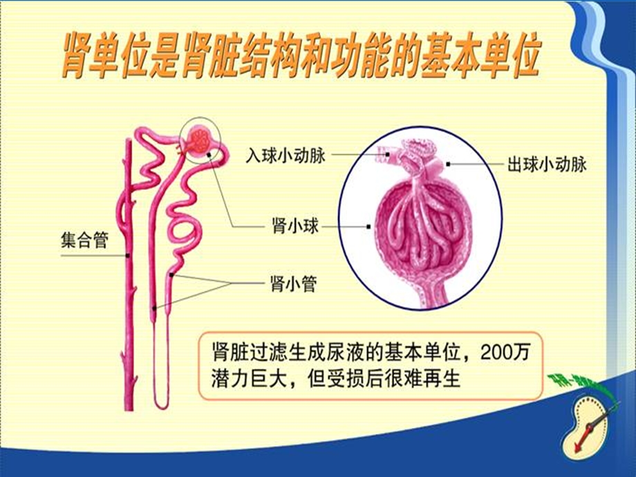 肾病综合征ppt.ppt_第3页