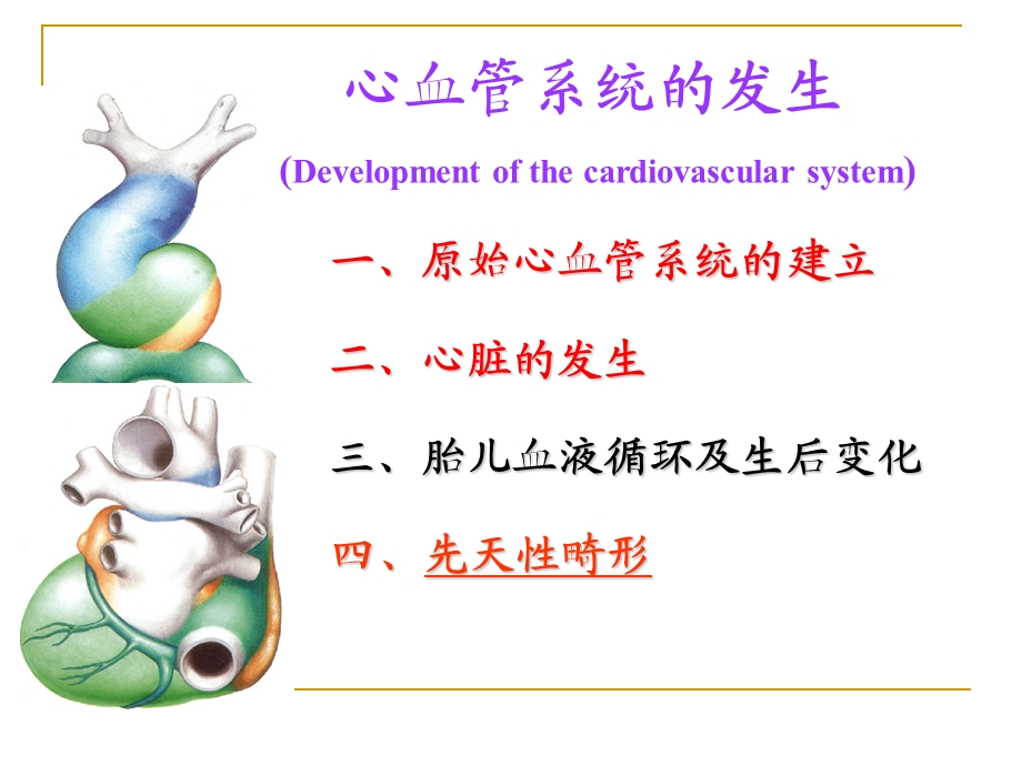 第八讲心血管发生.ppt_第2页