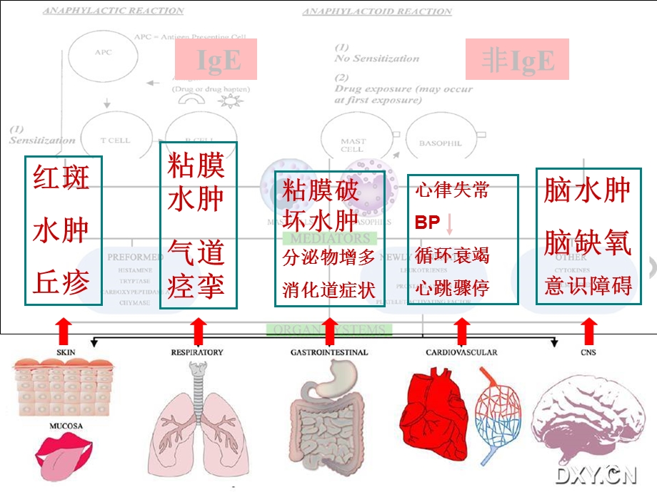 围术期过敏反应.ppt_第3页