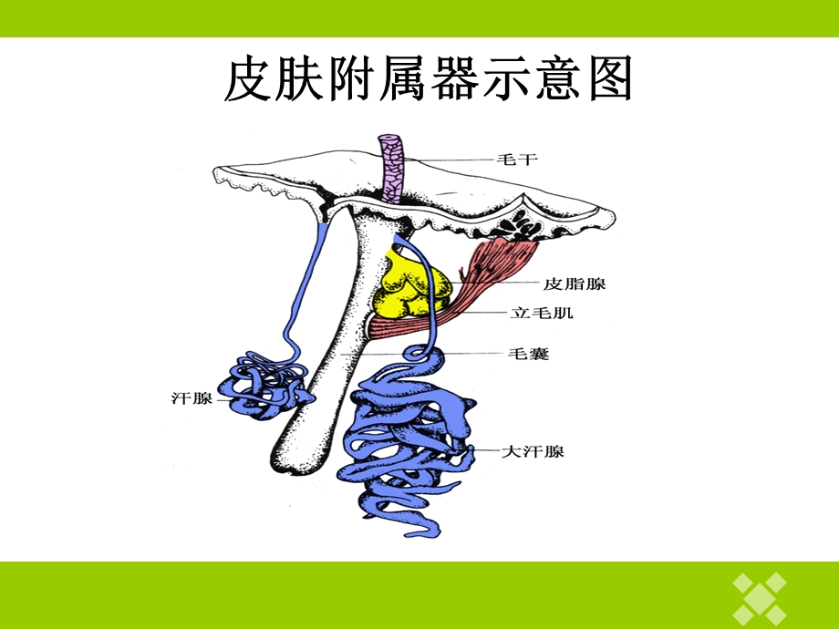 皮肤附属器及疾病.ppt_第3页