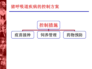 呼吸道疾病的发生和综合控制措施.ppt