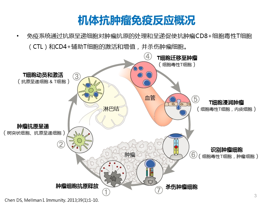 免疫治疗新进展.ppt_第3页