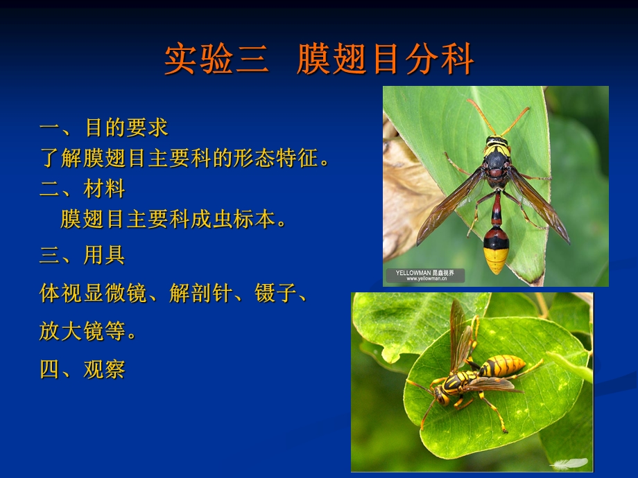 膜翅目分科.ppt_第2页