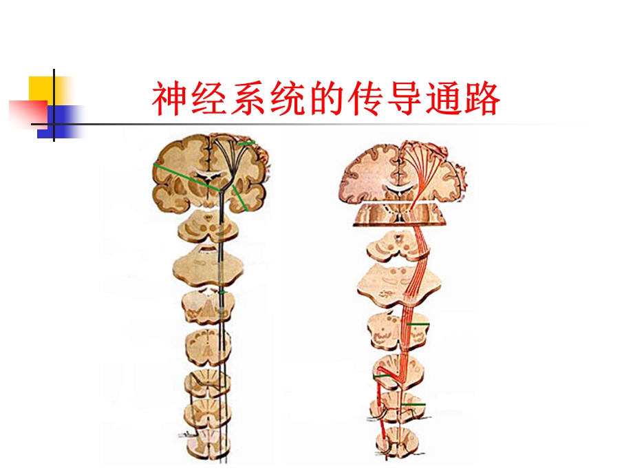 神经系统的传导通路.ppt_第1页