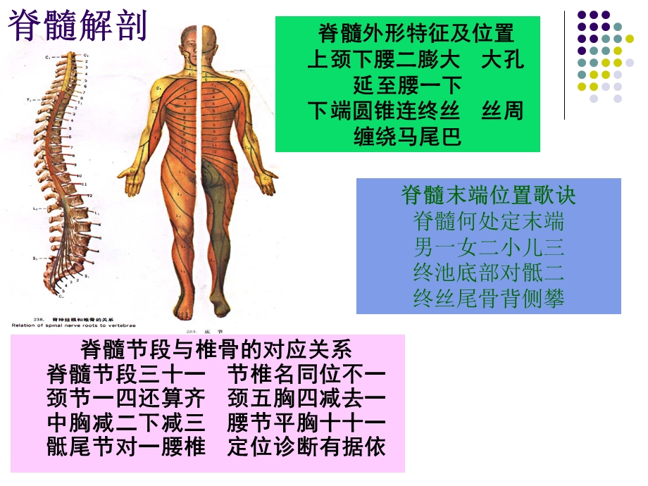 脊髓损伤临床综合征.ppt.ppt_第2页