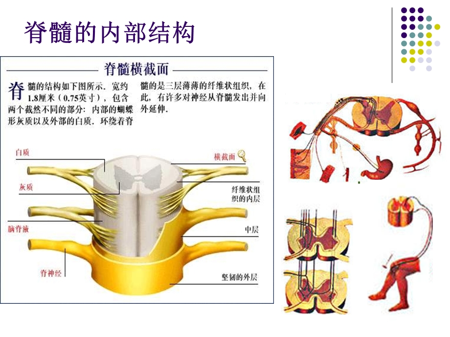 脊髓损伤临床综合征.ppt.ppt_第3页