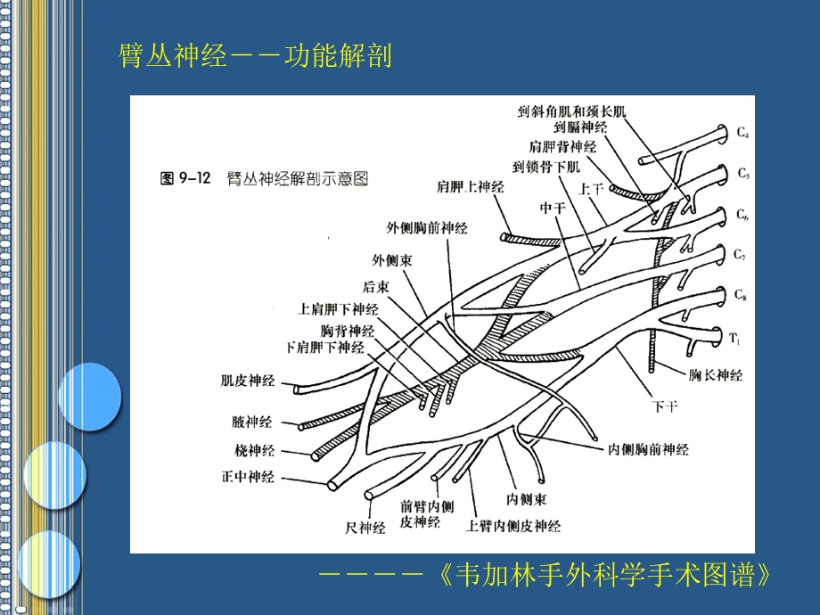 臂丛神经损伤的诊断.ppt_第2页