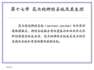 第十七章 昆虫的神经系统.ppt