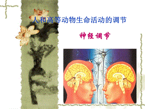 神经调节调节.ppt