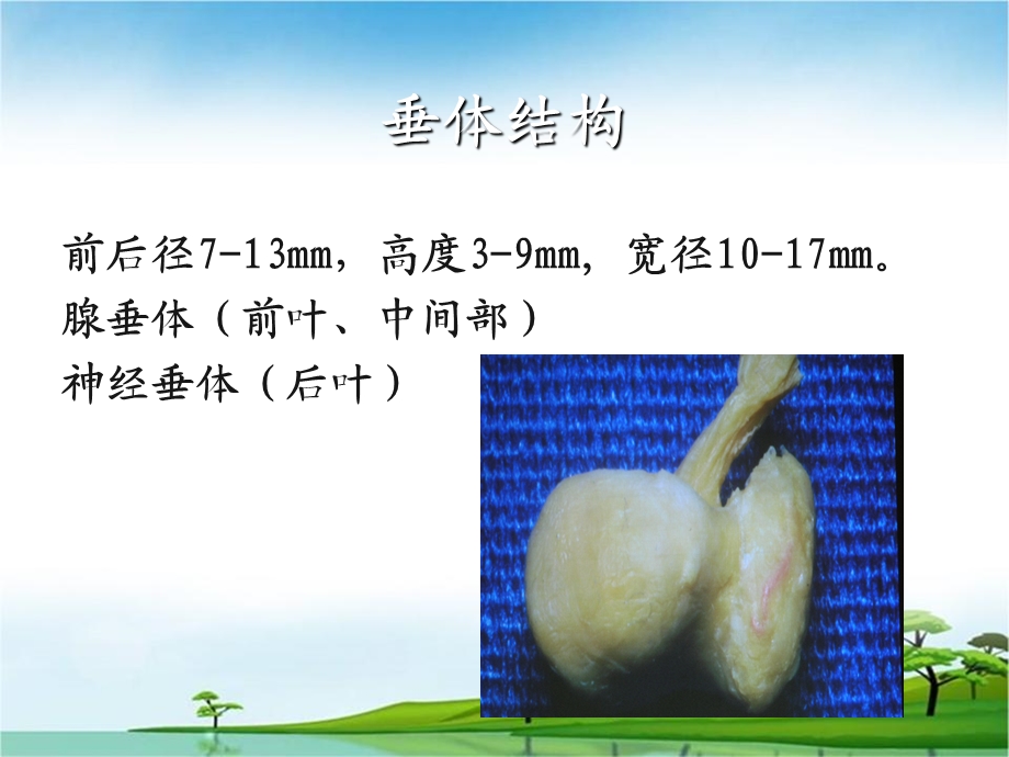 垂体危象.ppt_第3页