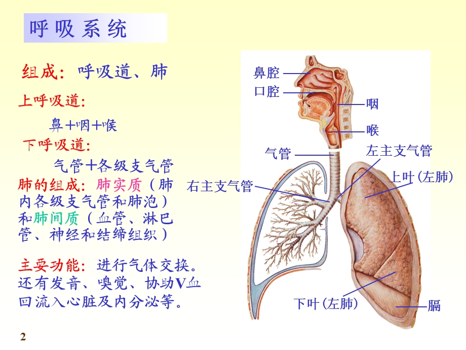 系统解剖学呼吸系统PPT.ppt.ppt_第2页