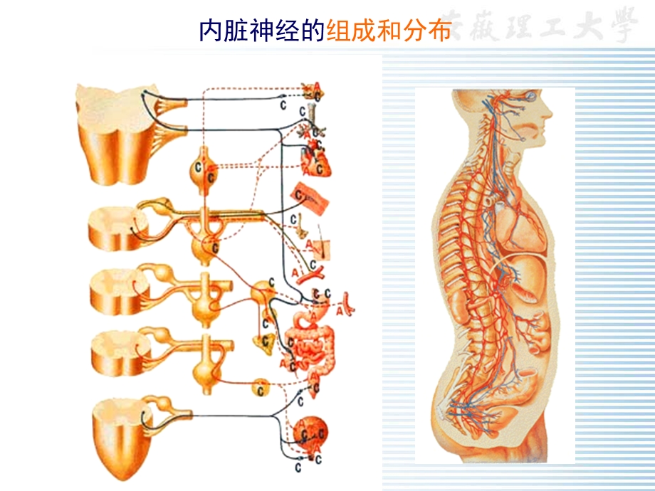 植物神经.ppt_第2页