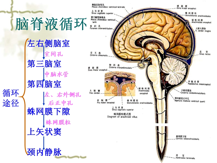 脑积水影像学特征 .ppt_第3页