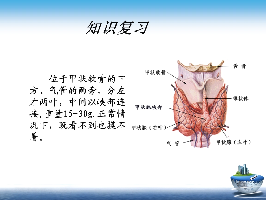 甲亢.ppt.ppt_第3页