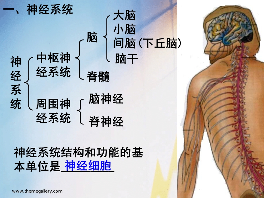 动物和人体生命活动调节.ppt_第2页