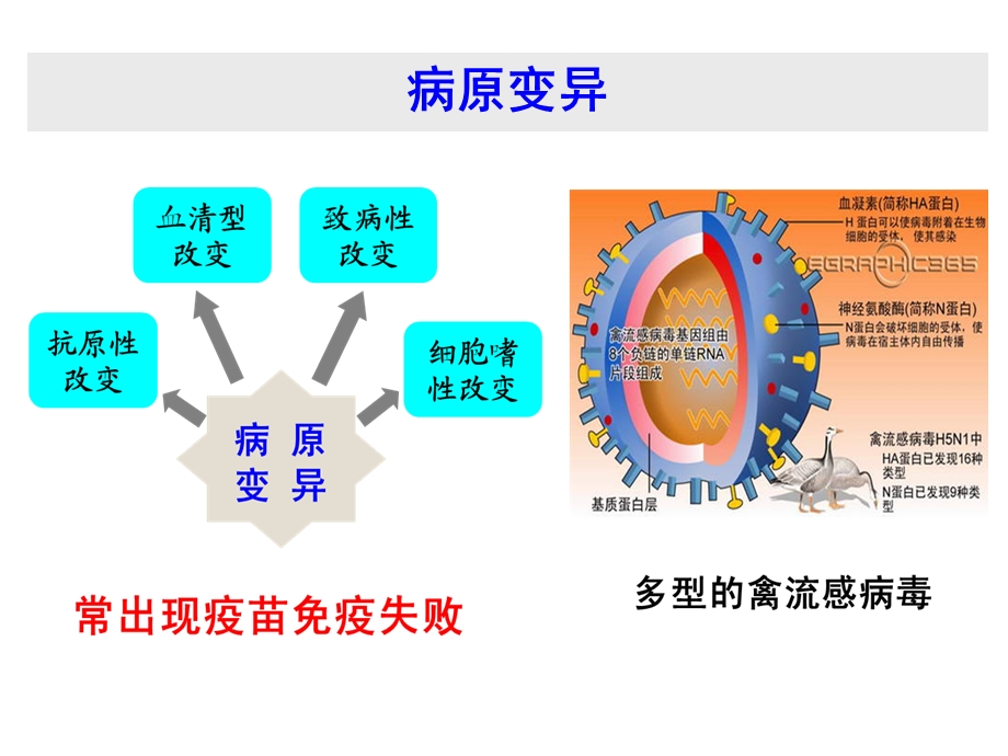 中药在规模化养殖的应用思路.ppt_第3页