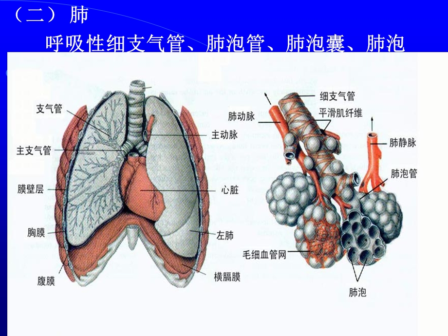 第五章呼吸系统[生理].ppt_第3页