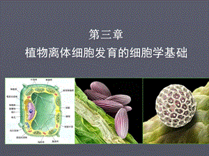 植物离体细胞发育的细胞学基础.ppt