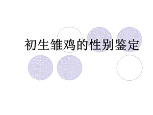 初生雏鸡的性别鉴定.ppt