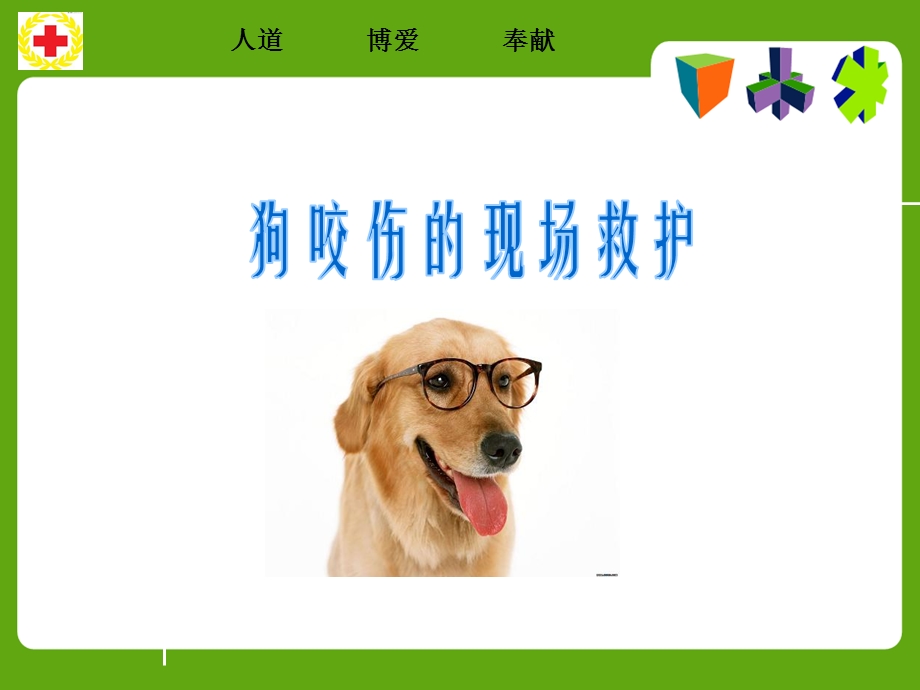 常见动物(昆虫)咬蛰伤应急救护精要.ppt_第2页