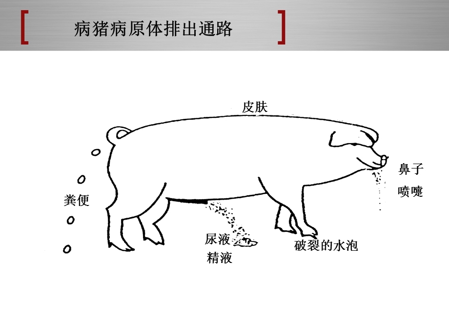 猪场消毒与防疫.ppt_第3页