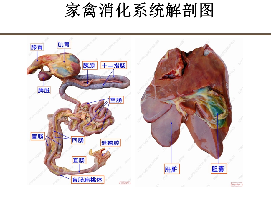 家禽消化道疾病防治方案.ppt_第3页