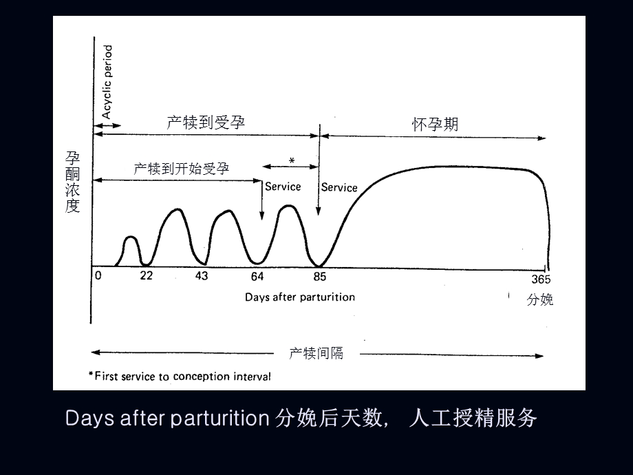 1.奶牛繁殖生理.ppt_第3页