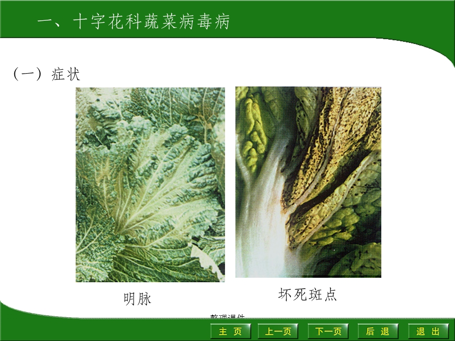 园艺植物病虫害防治十字花科蔬菜病虫害.ppt_第2页