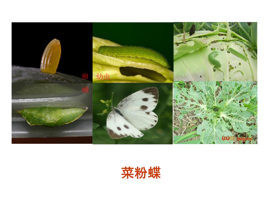 园艺植物病虫害识别.ppt_第3页