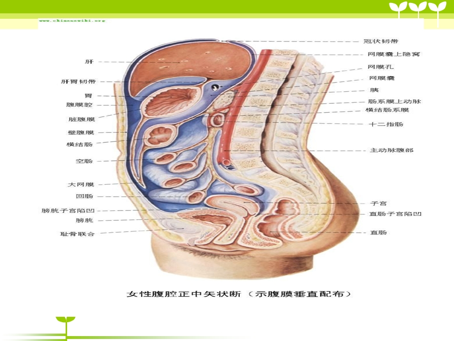 宫颈癌健康教育ppt.ppt_第3页