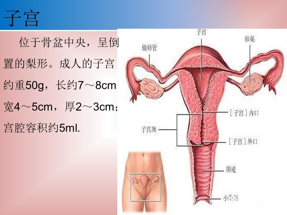 子宫肌瘤健康教育.ppt_第3页