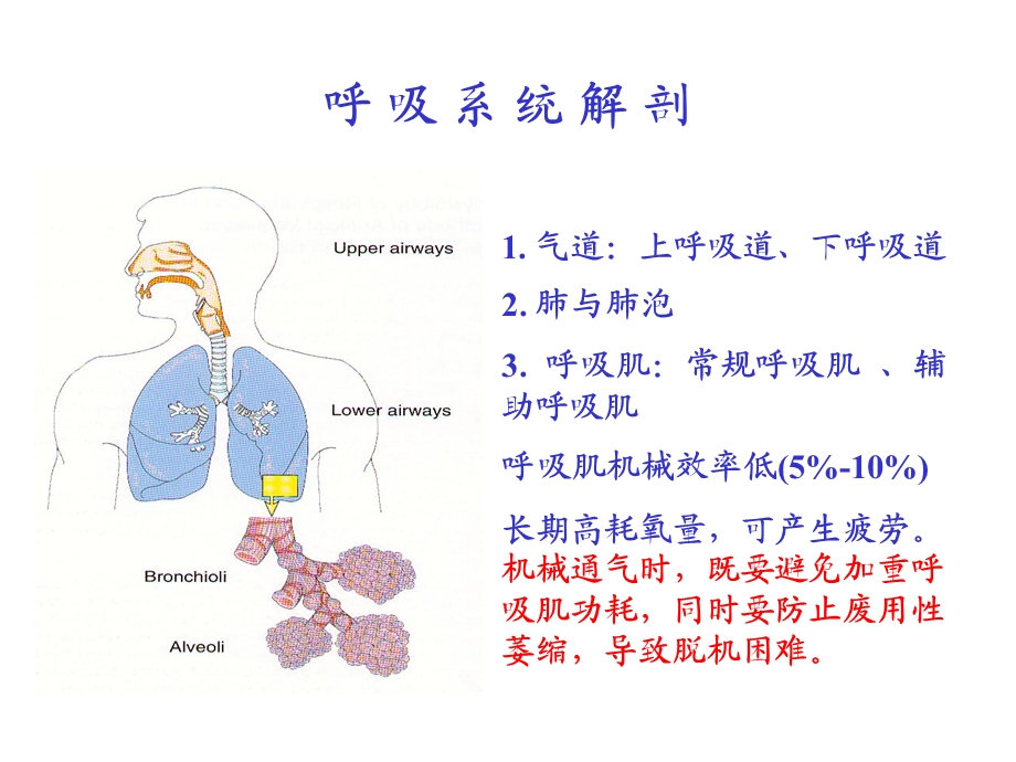 机械通气及临床应用.ppt_第2页