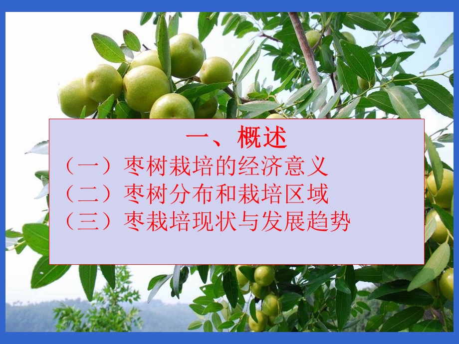 枣树栽培技术.ppt_第3页