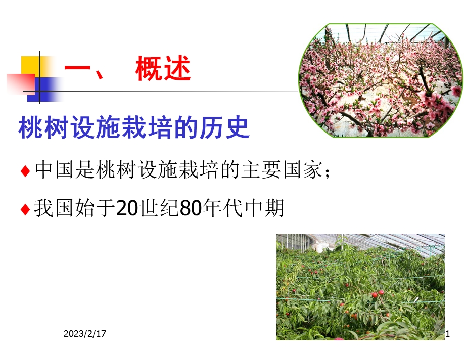 桃树设施栽培技术.ppt_第1页