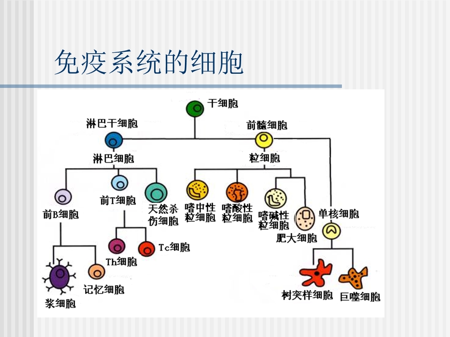 淋巴细胞亚群的临床应用.ppt_第3页