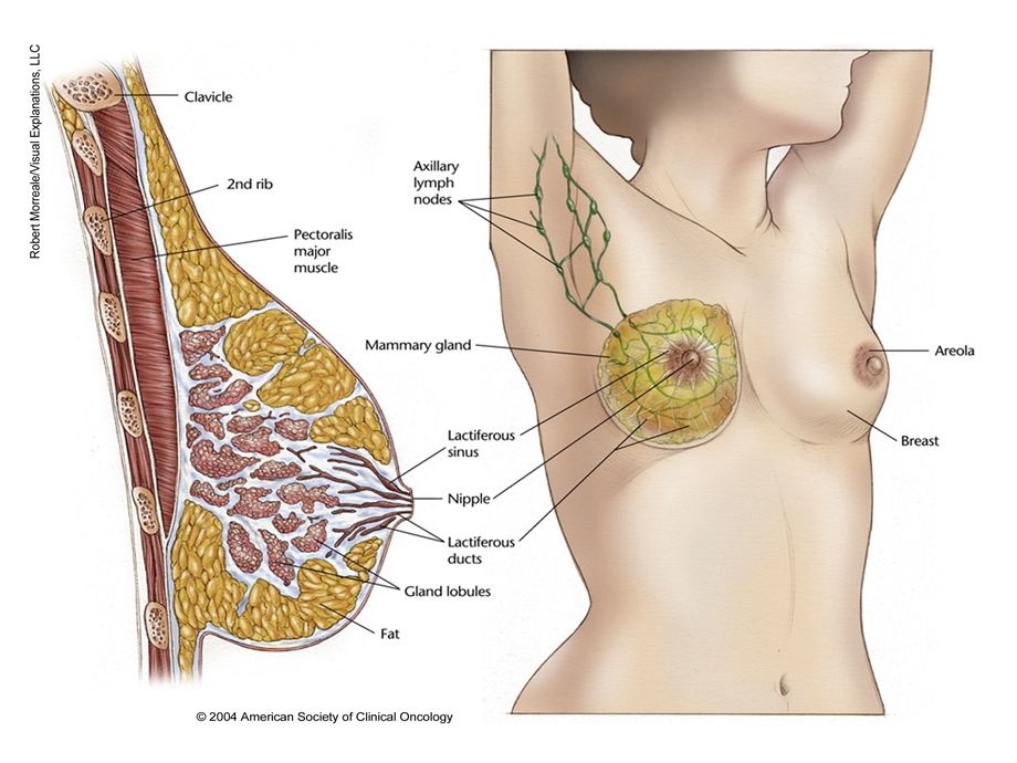 乳腺癌科普gl.ppt_第2页