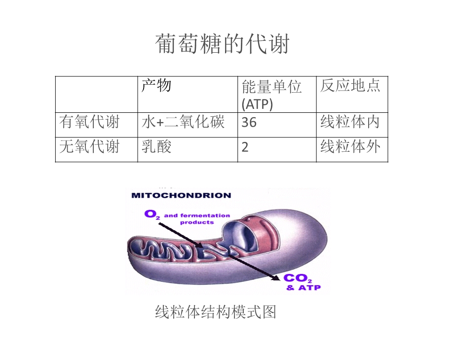 乳酸分析在临床中的应用.ppt_第3页