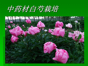 白芍栽培技术.ppt