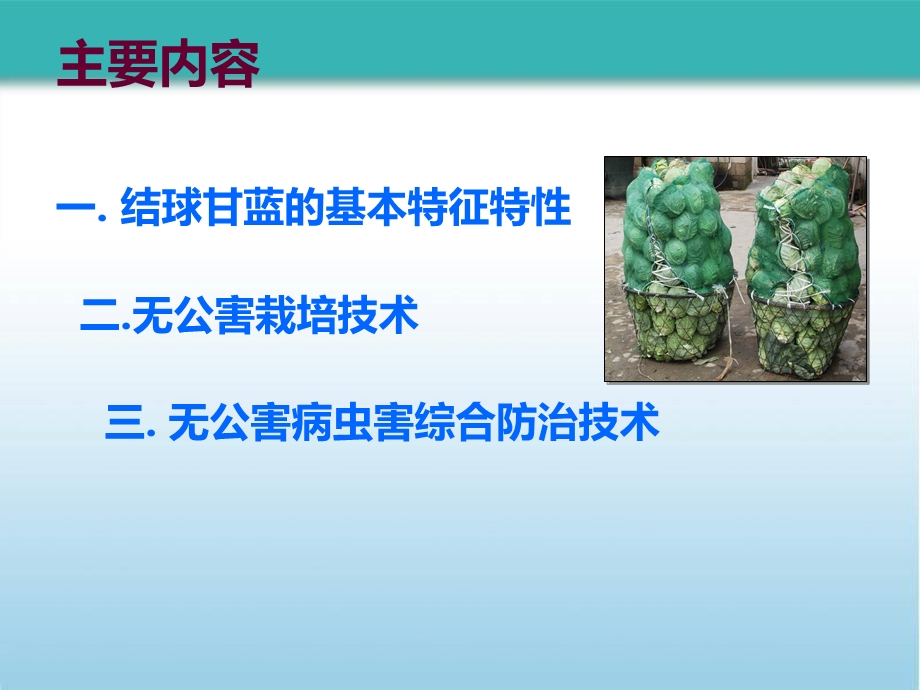 甘蓝栽培技术.ppt_第2页