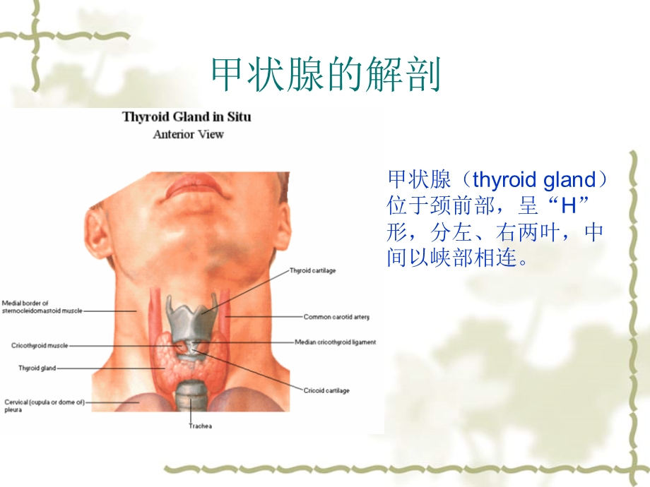 甲状腺疾病的影像学表现.ppt_第2页