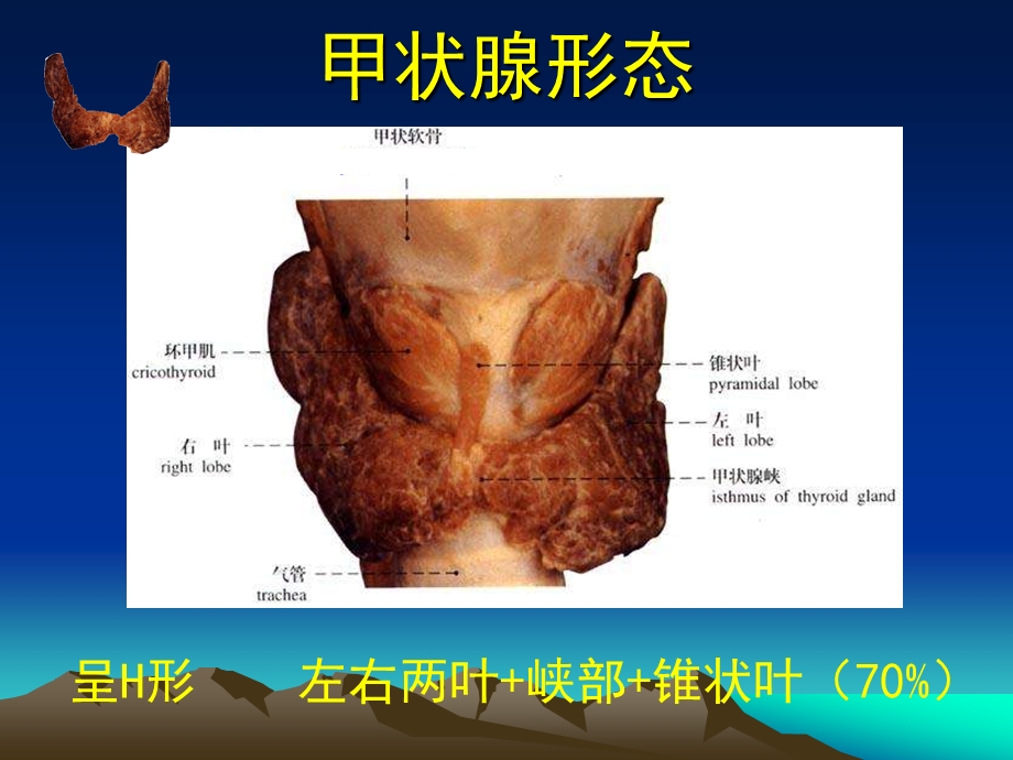 甲状腺基本解剖.ppt_第3页