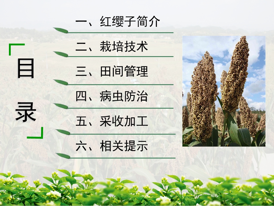 红缨子高粱栽培技术.ppt_第2页