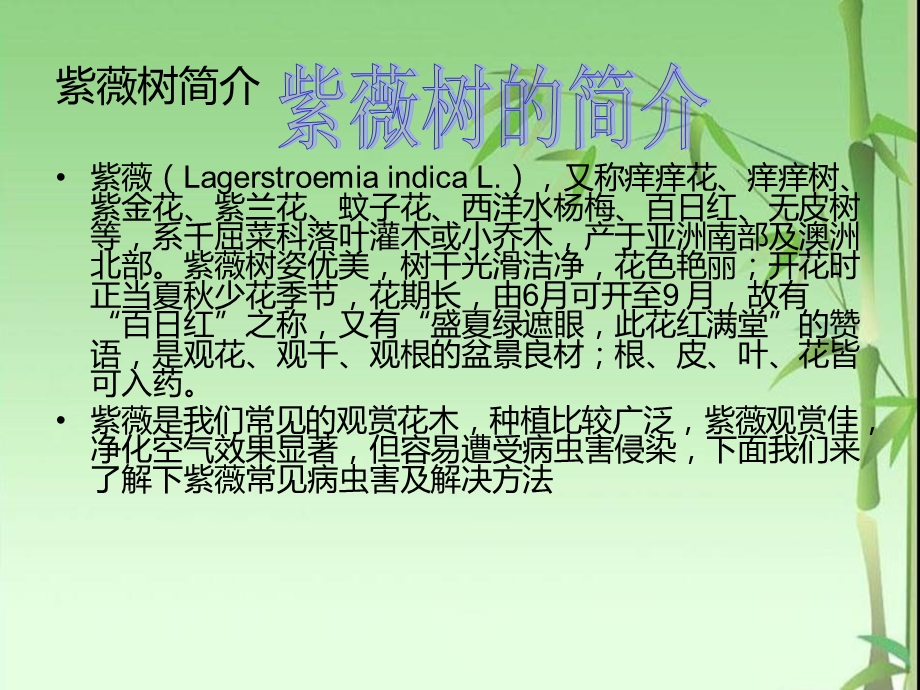 紫薇树病虫害介绍.ppt_第2页