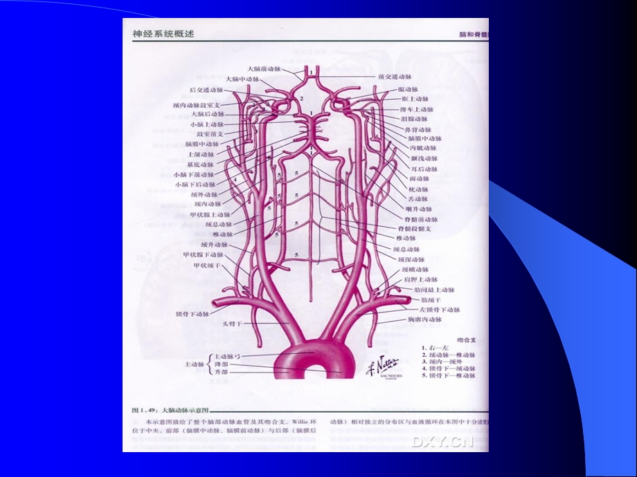 脑血管解剖与影像学.ppt_第3页