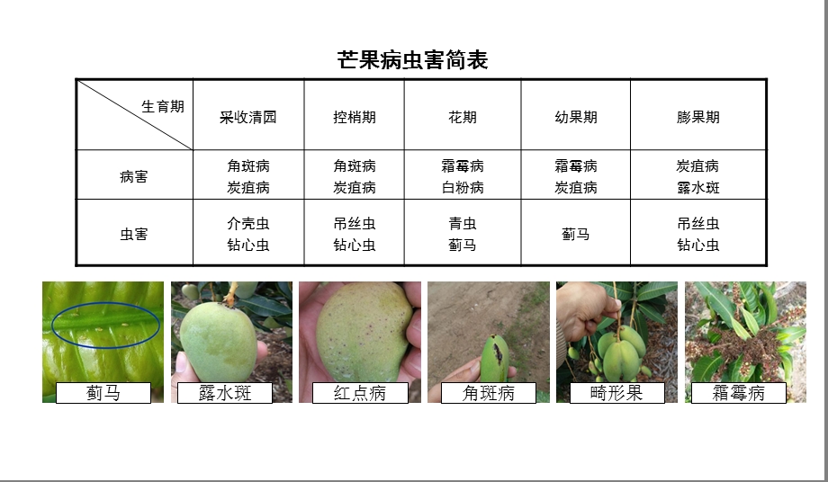 芒果病虫害防治手册.ppt_第1页