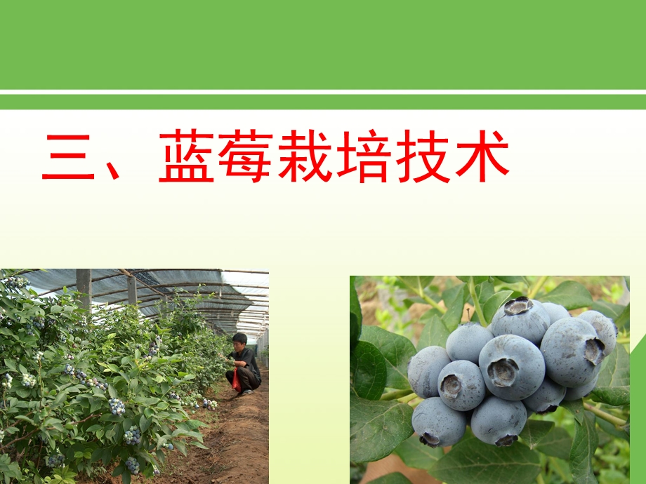 蓝莓栽培技术.ppt_第1页