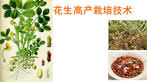 花生栽培技术.ppt