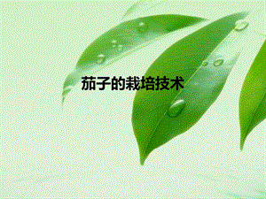 茄子的栽培技术.ppt