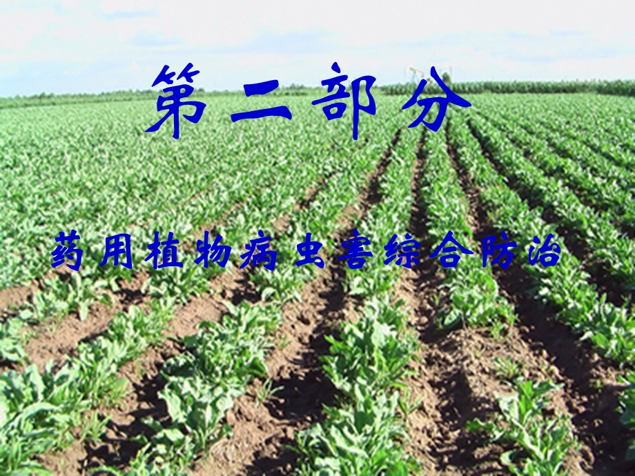 药用植物病虫害防治实习(板蓝根病虫害防治部分).ppt_第3页