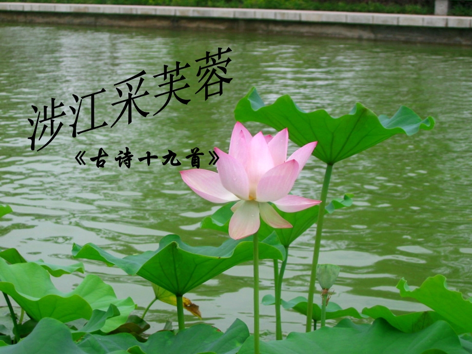 《涉江采芙蓉》优秀课件.ppt_第2页